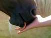 Horse Riding Vacation