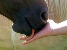 Horse Riding Vacation