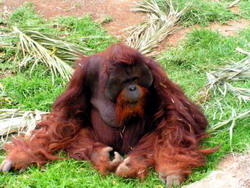Human Rights to Apes