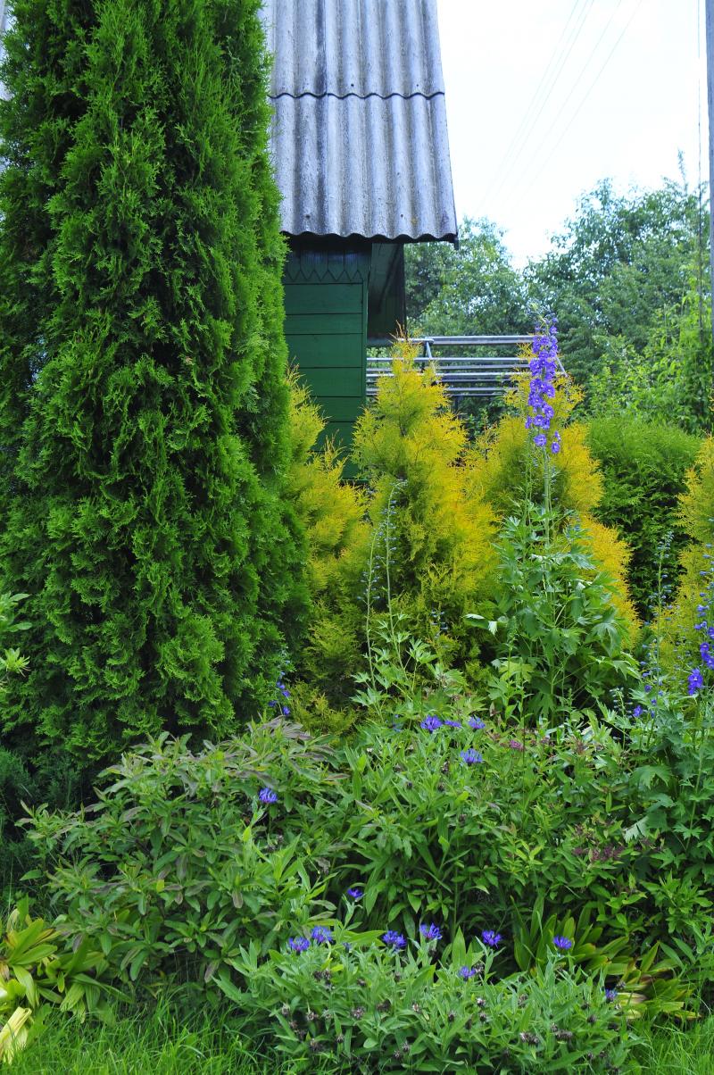 Green wooden house in the Datscha garden