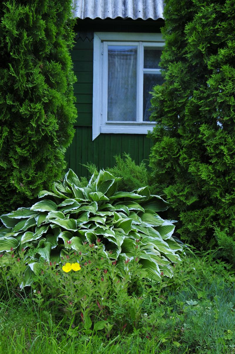 Green wooden house in the garden