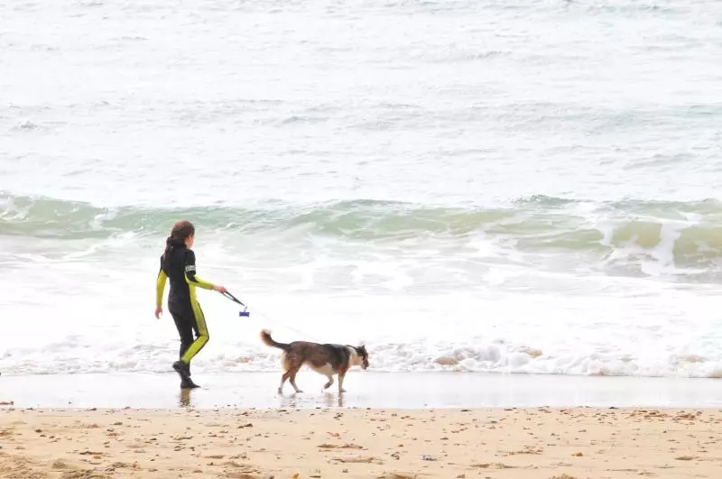 Holiday with dog in Denmark