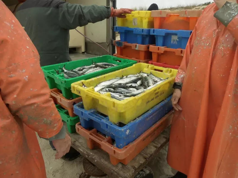 Fishermen sort fresh fish