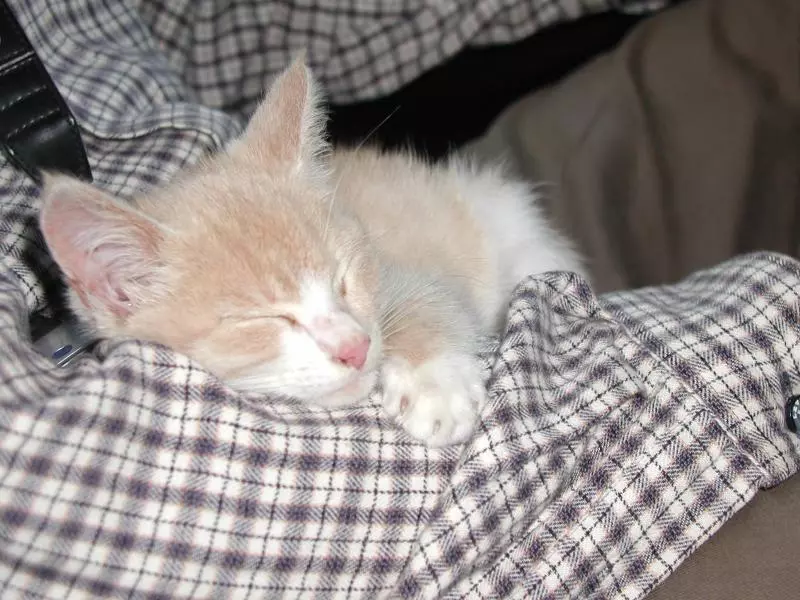 Sleeping young cat