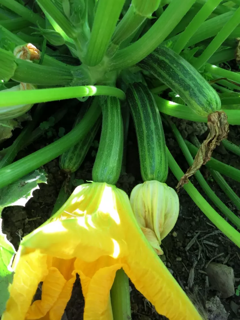Seasonal harvesting image with courgette and flowering