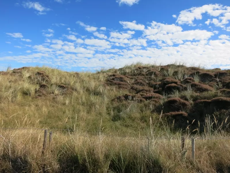 Dune landscape on Texel on the North Sea