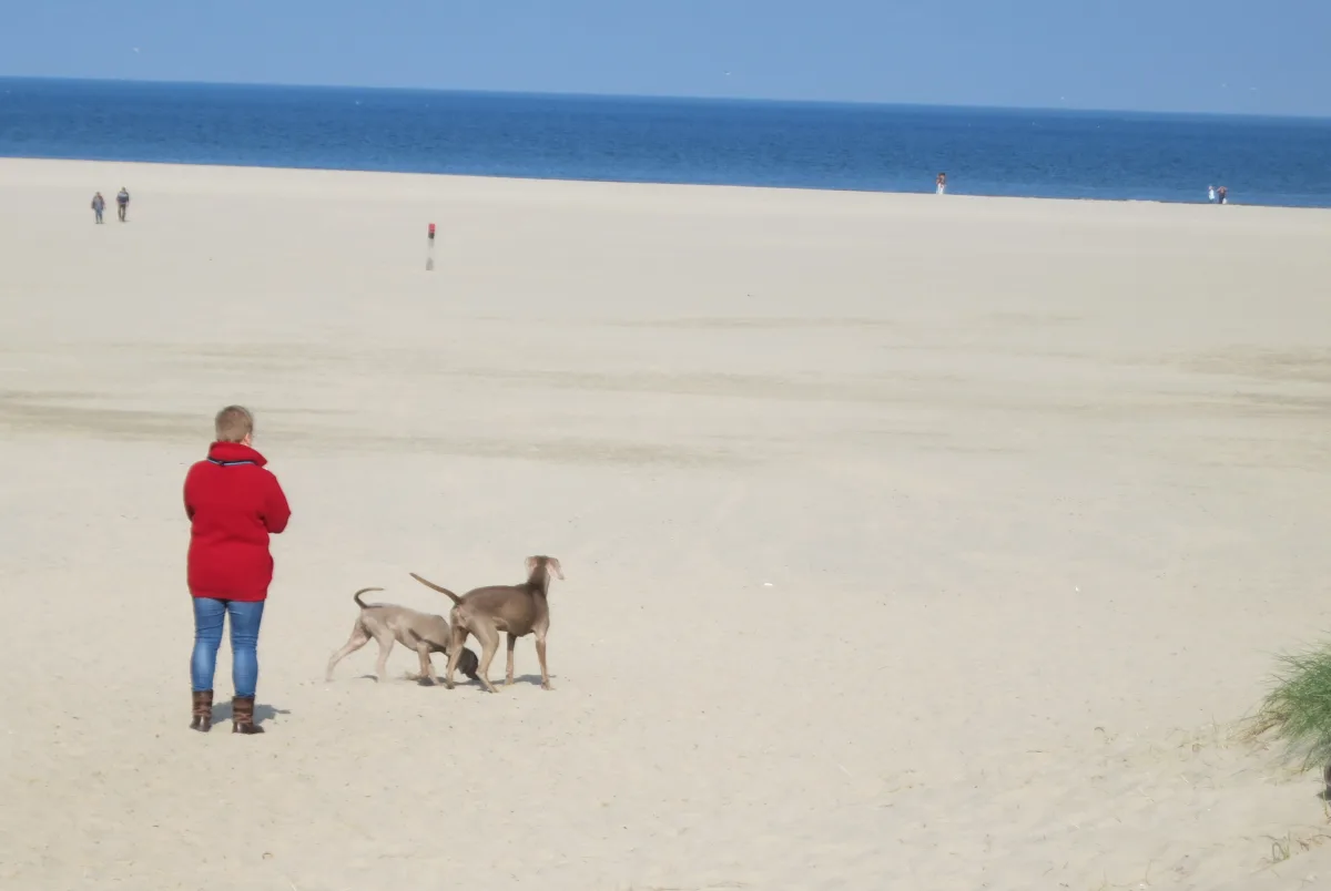 Two dogs with one person on the beach