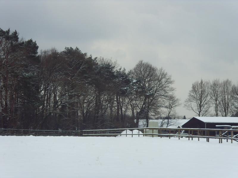Snowy meadow with forest and winter sky