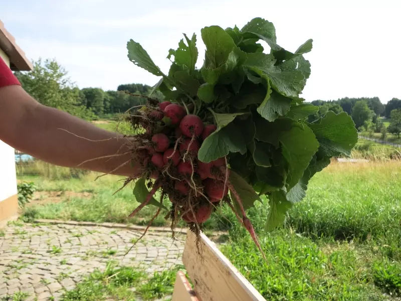 Freshly harvested radishes in front of a rural landscape