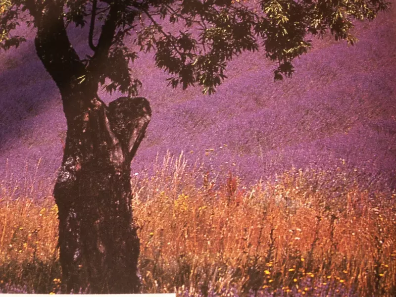 Lavender field in Provence