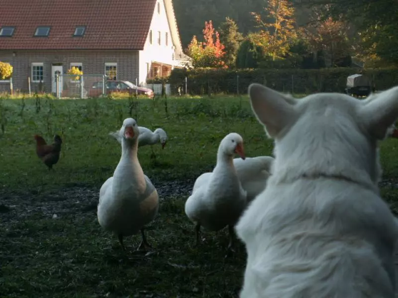Dog watching geese on a meadow