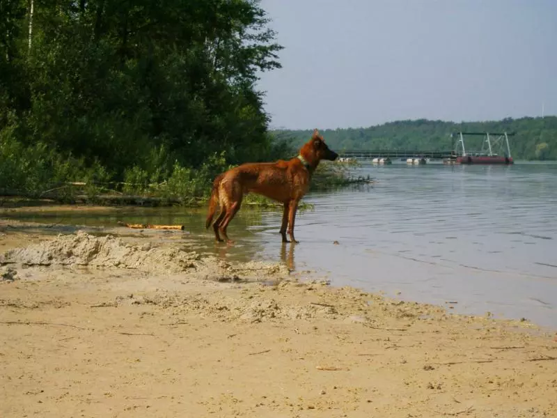 Dog on the flat shore of a lake