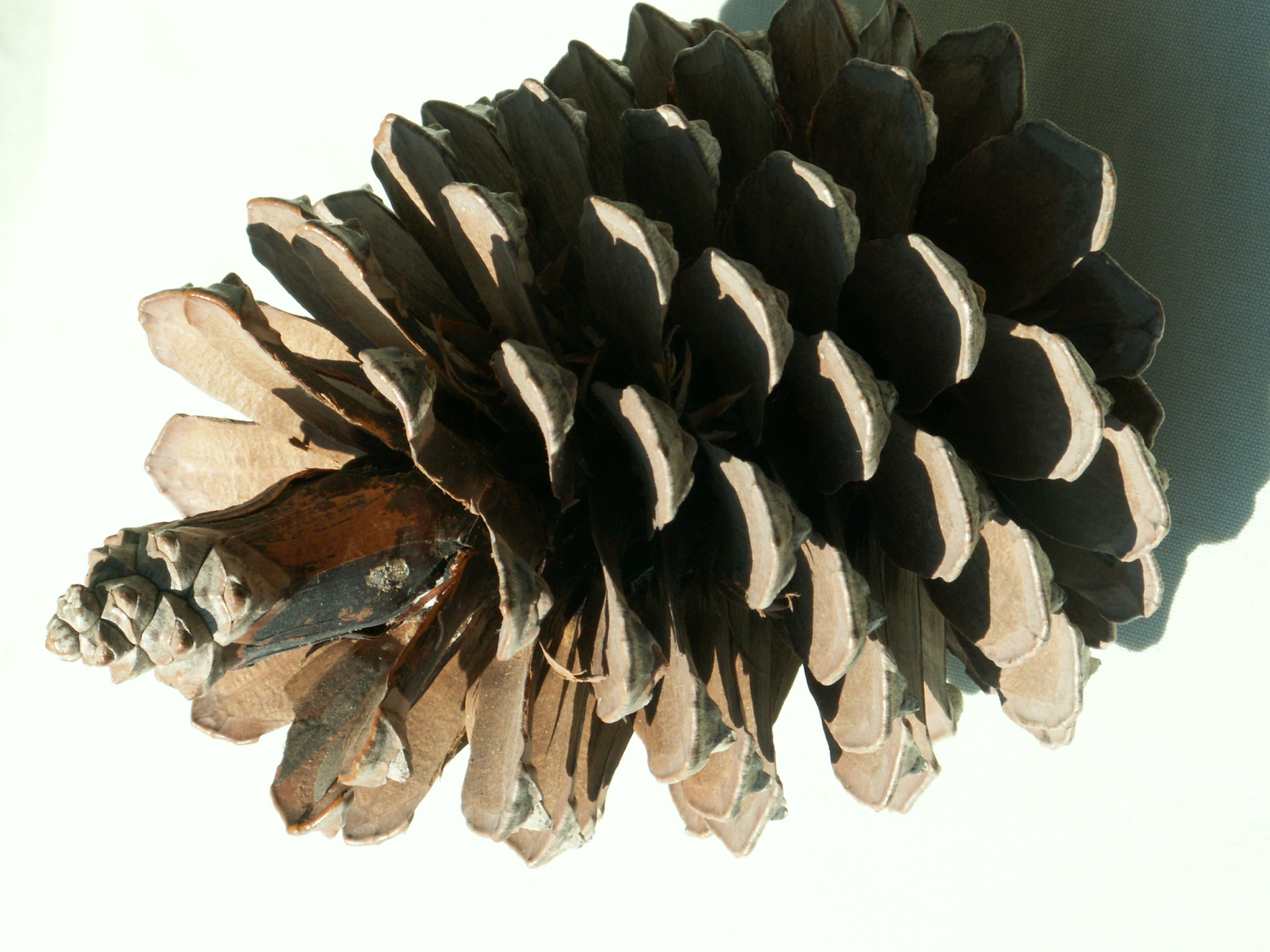 Pine cone