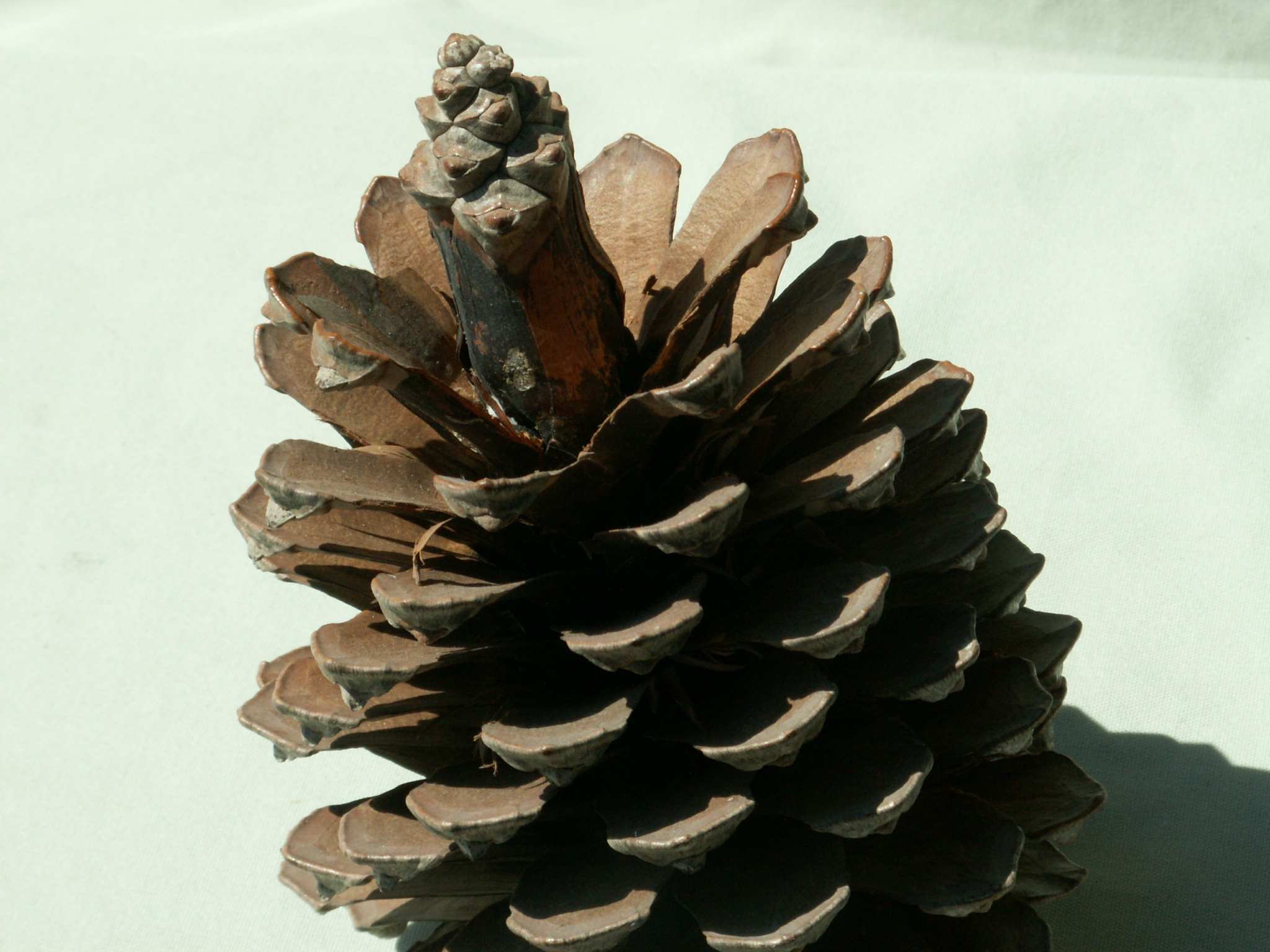 Pine cone