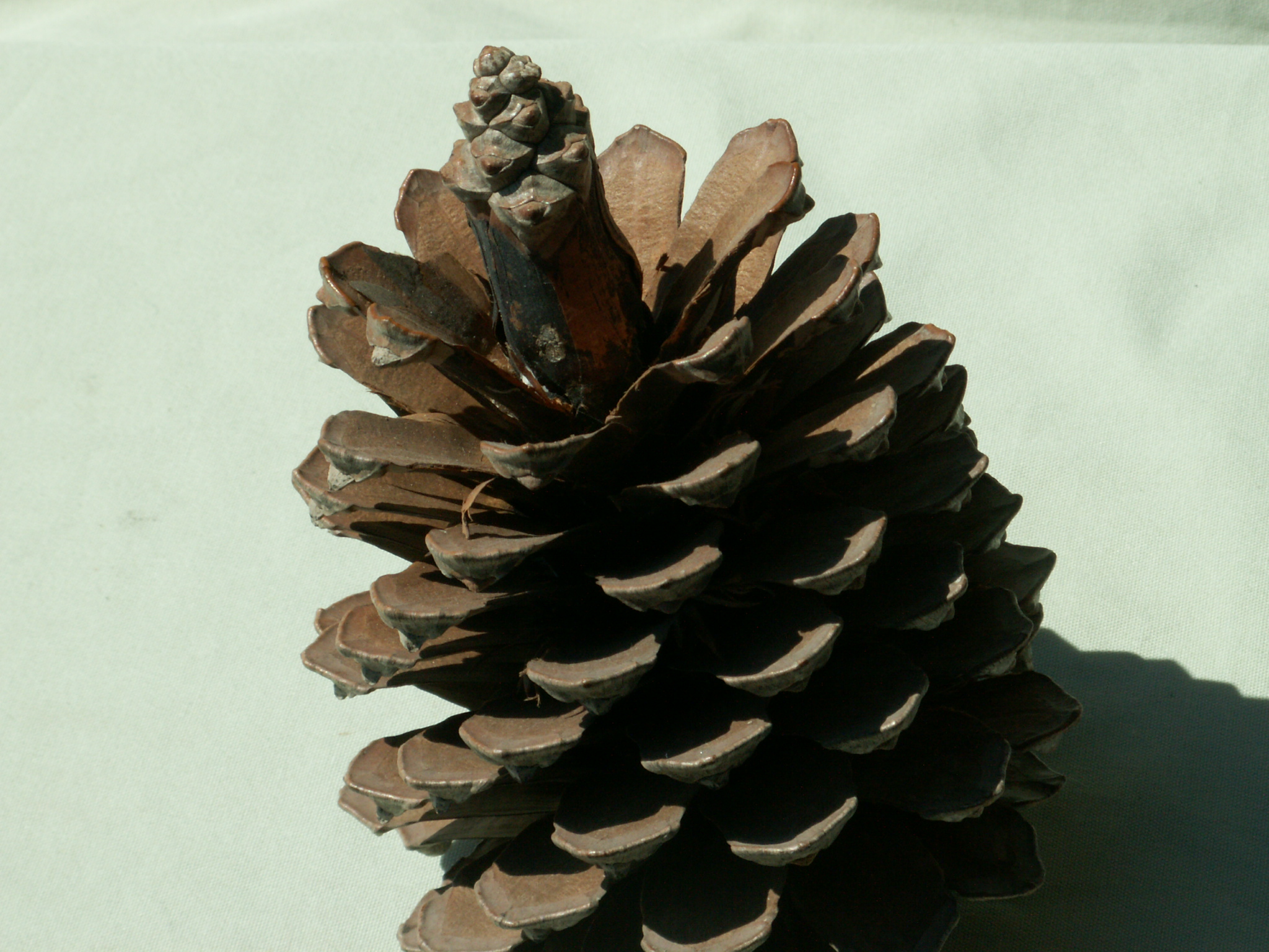 Pine cone