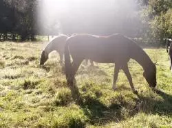 Riding in the Rhön