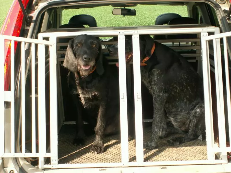 Two dogs secured in the vehicle