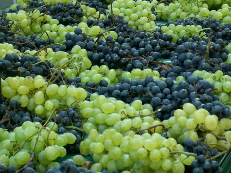 Grapes in the vineyard