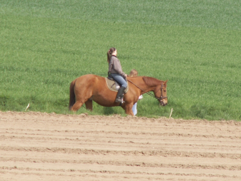 Rider on a brown horse on a dirt road between green fields