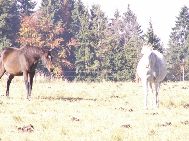 Two horses stand on an open pasture in front of a forest edge