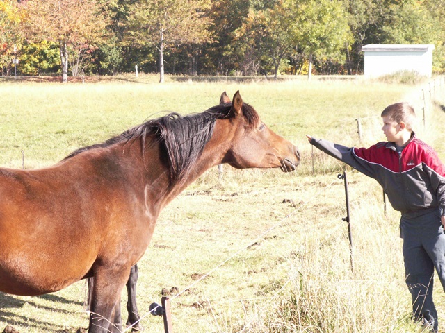A person stands next to a brown horse on a green pasture