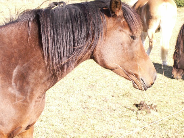 Close-up of a brown horse on a pasture