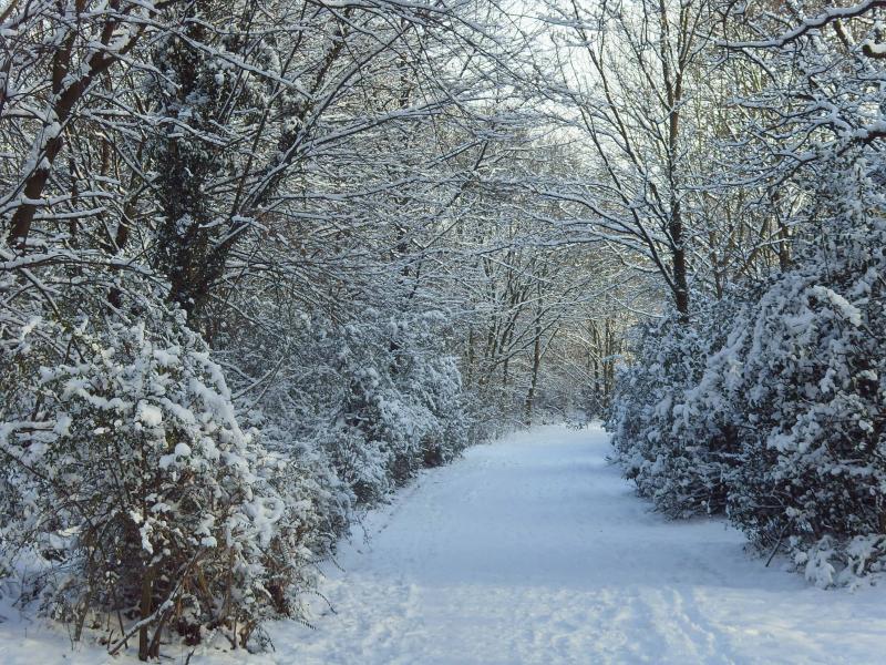 Snowy forest trail