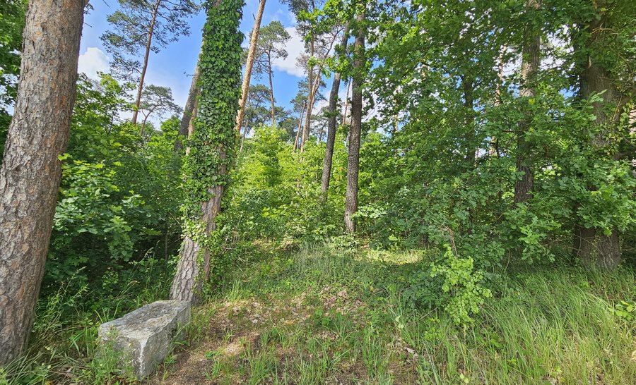 Naturschutzgebiet Sande am Tannenbusch bei Kleinlangheim 03