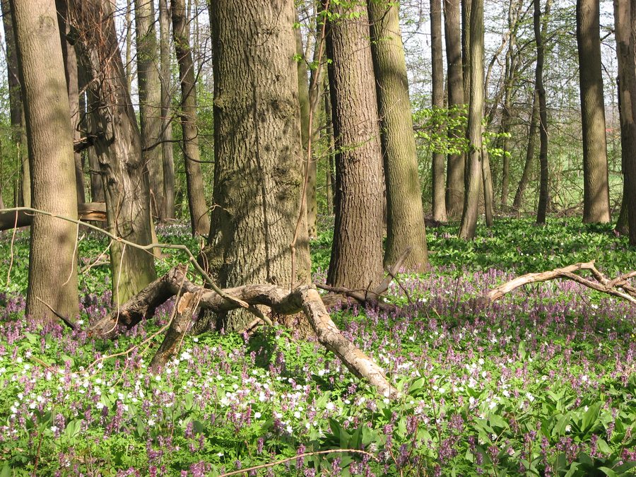 File:L14 Naturschutzgebiet Langes Holz - Radeland Lk Nordsachsen.JPG