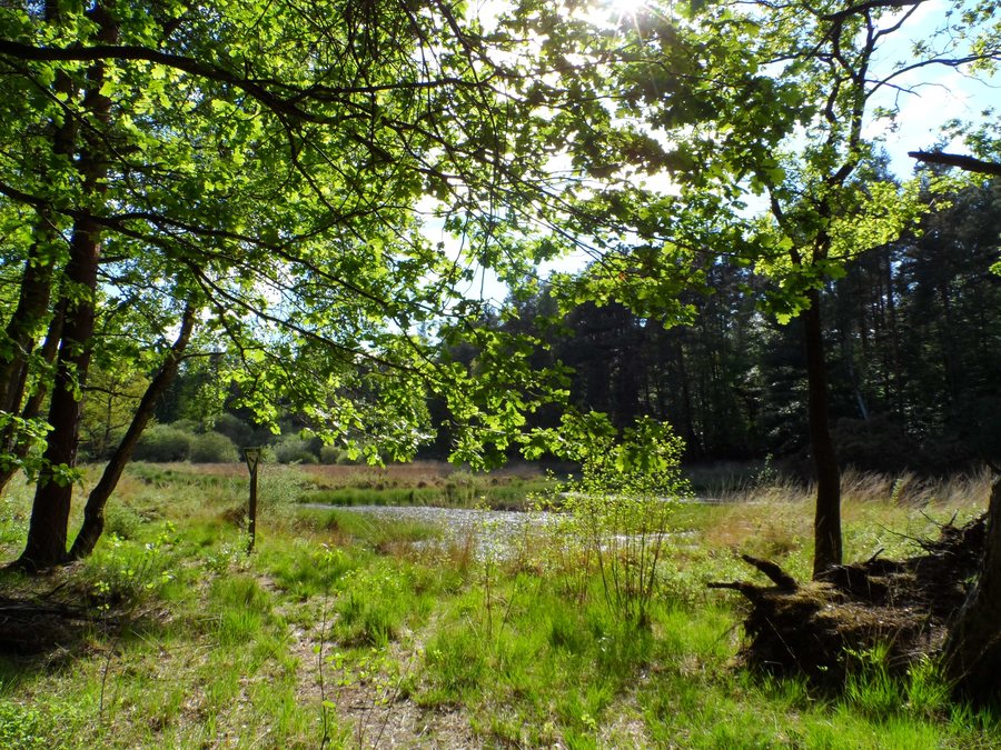 File:Naturdenkmal 