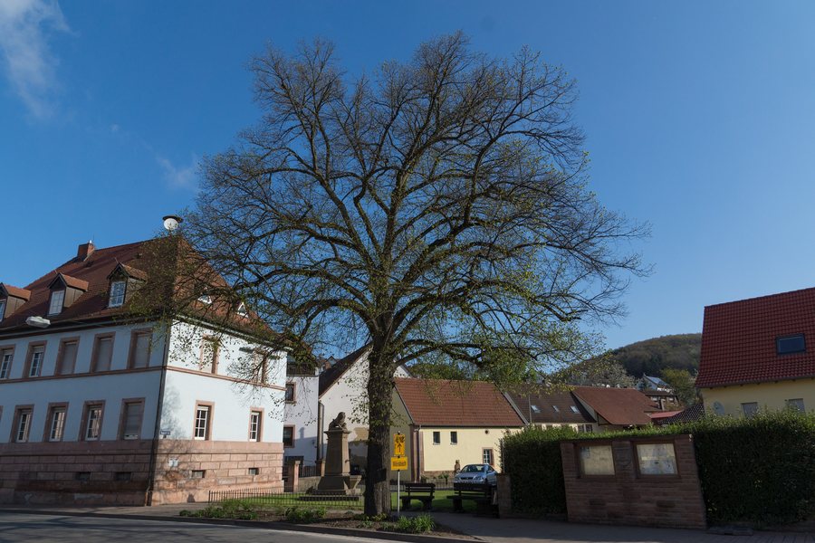 File:ND-7335-235 Olsbrücken Luitpoldlinde.jpg