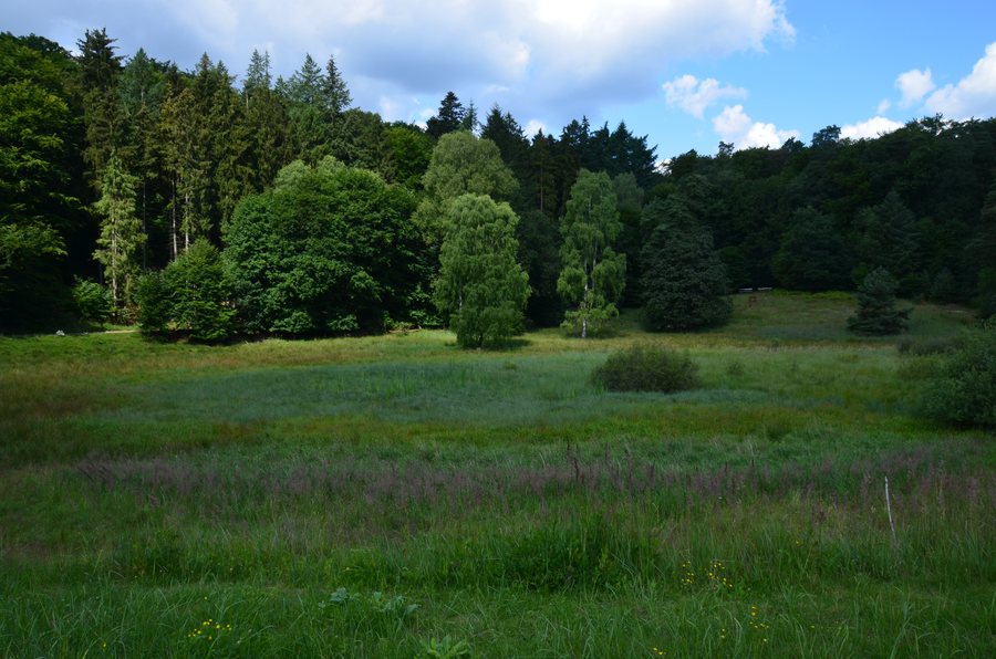File:Carpin-Serrahn Juli-2017 DSC 0658.JPG