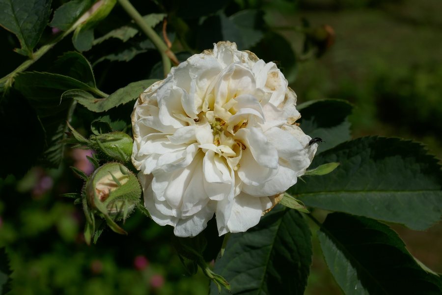 Rosa 'Princesse de Lamballe' flowering on the Rosenhang Karben