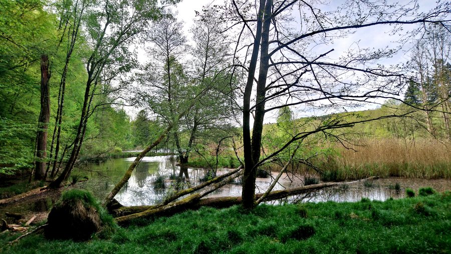 Wald Weiher1