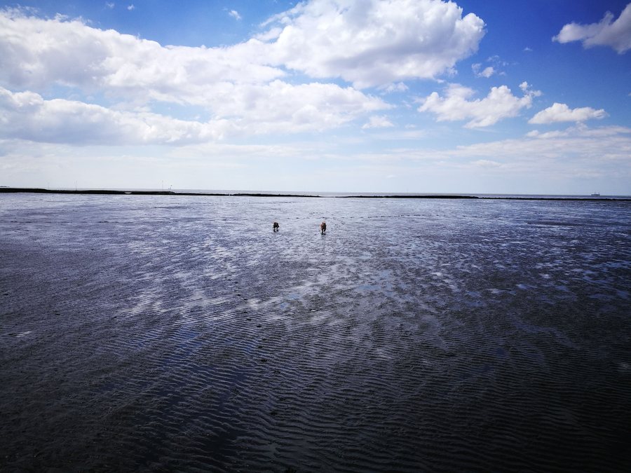 File:Meldorfer Bucht Wattenmeer Dithmarschen Schleswig-Holstein.jpg