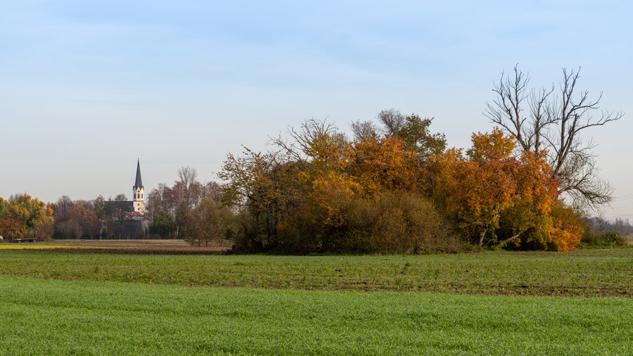 File:2025-11-13 D500-1714 Achim-Lammerts Jockgrim-Oberes-Neufeld.jpg