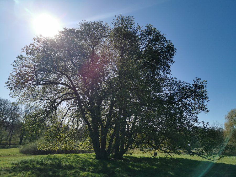 Gemeine Roßkastanie, Blumberg, Ahrensfelde, Brandenburg, Naturschutzdenkmal Nr028-03,01