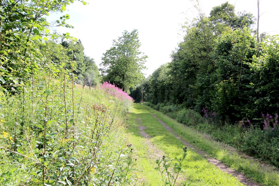 File:Oberlascheid (Eifel); Feldweg am Dürenbach a.jpg