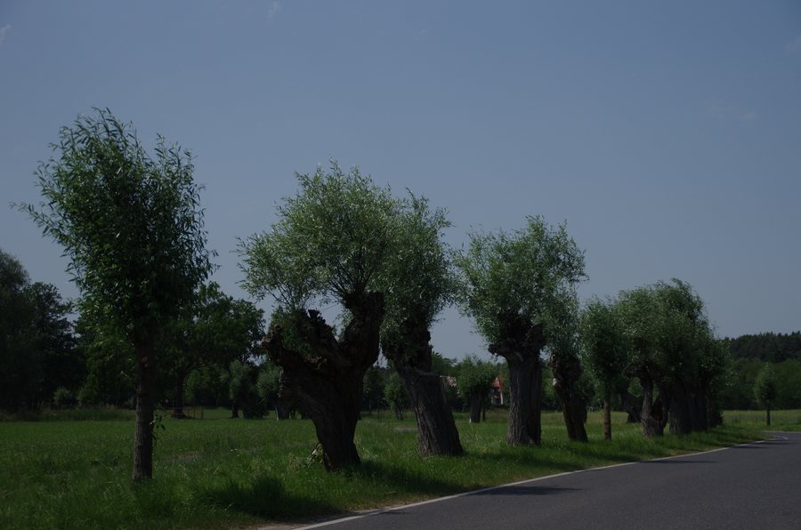 File:Groß Machnow Rangsdorf Kopfweidenallee.jpg