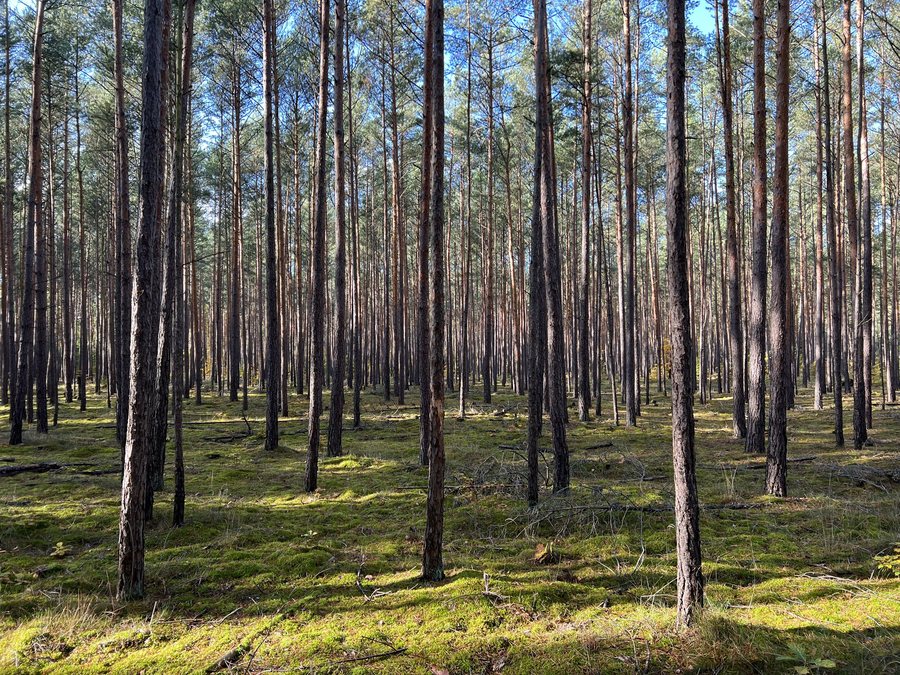 File:Landschaftsschutzgebiet Barnimer Heide Melchow.jpg