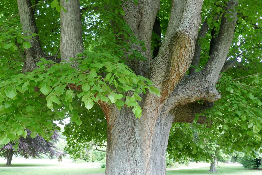 Erwitte - ND Linde im Schlosspark - 2