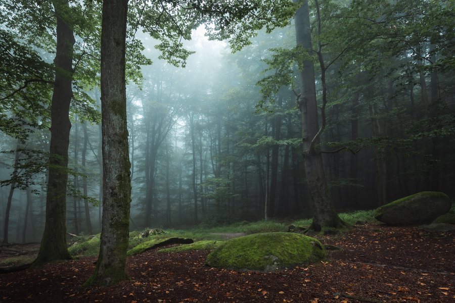 File:Odenwald - In the forest of the elves.jpg