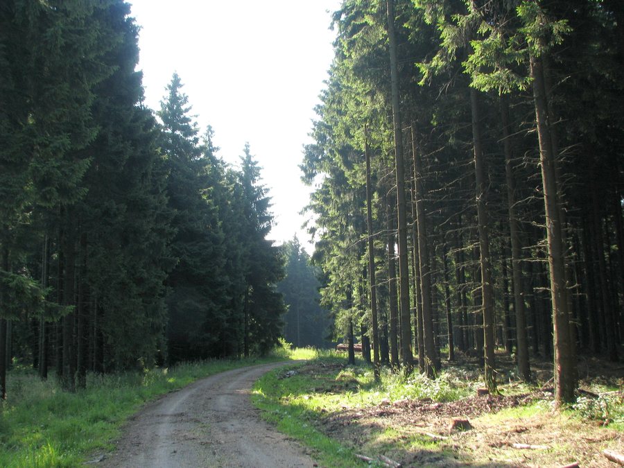 File:Hürtgenwald am Langschoß.jpg