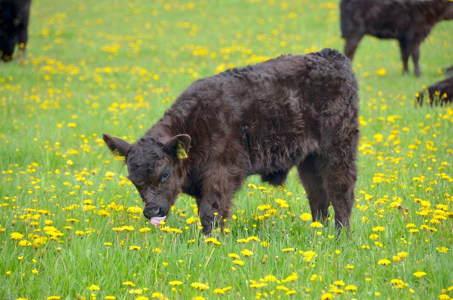 Galloway Kalb im Landschaftsschutzgebiet Großer Heuberg, Obernheim