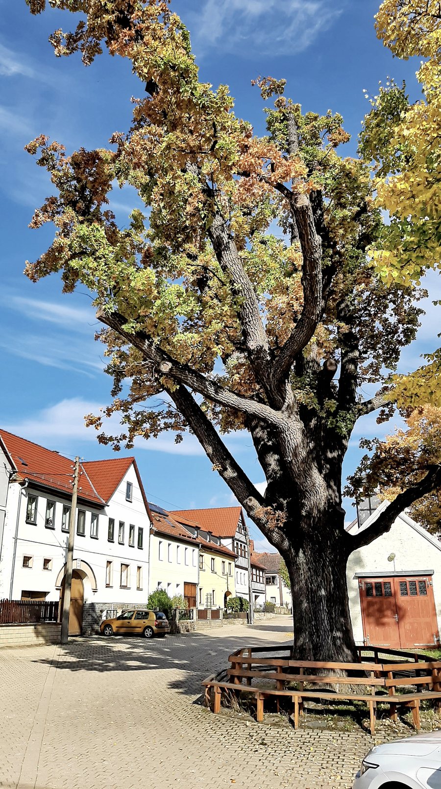 File:Friedenseiche auf dem Dorfplatzt in Lausnitz bei Neustadt an der Orla, Oktober 2022.jpg