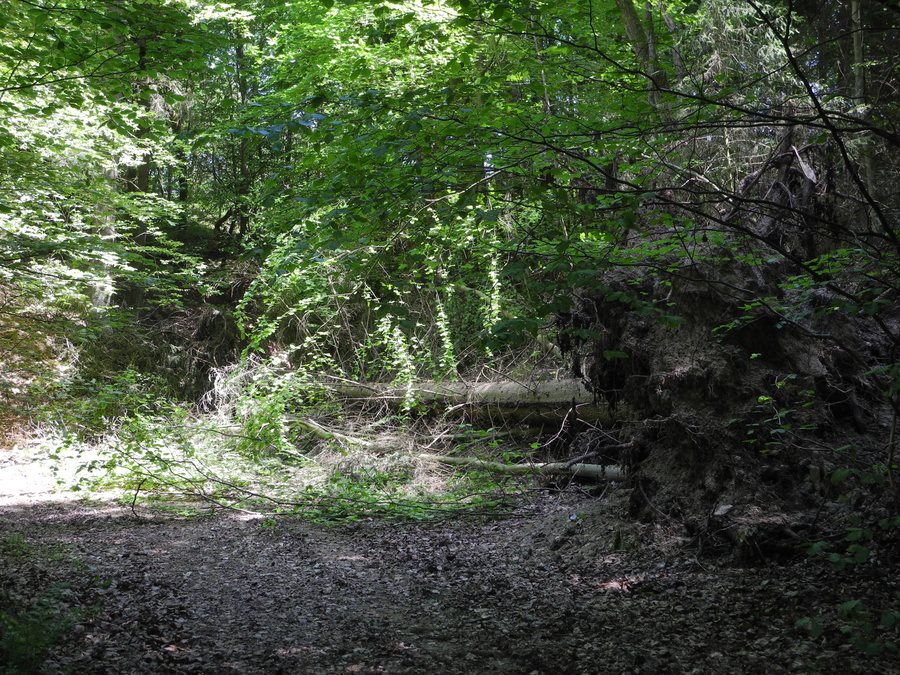 File:Grüner See (Söhrewald) 2018-05-05 a.JPG