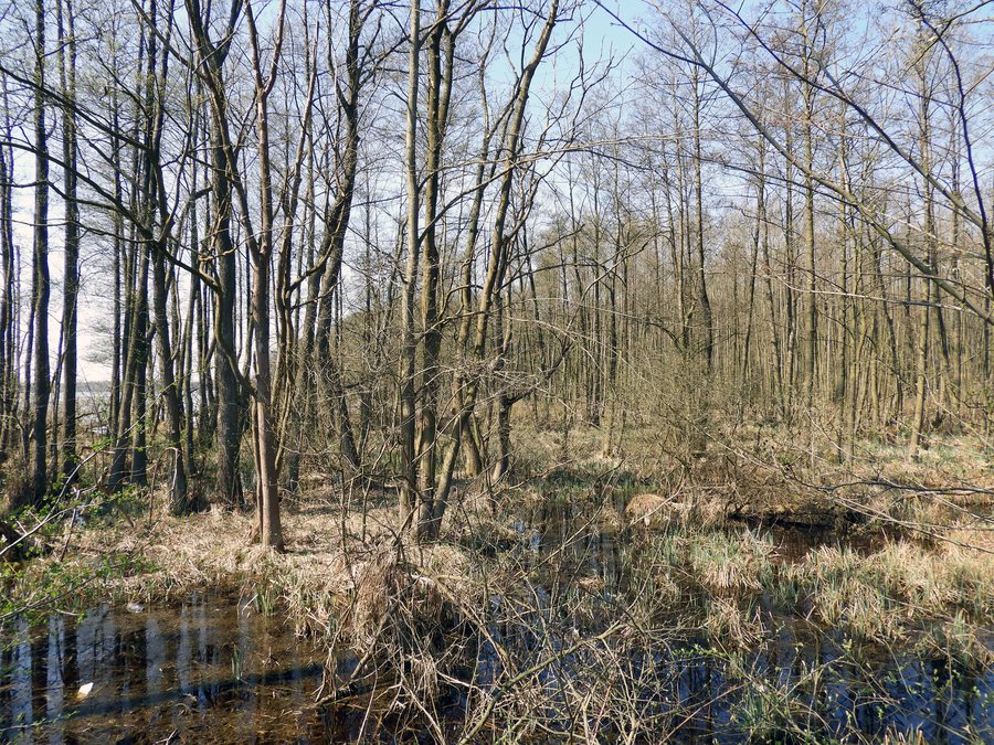 Naturschutzgebiet Ramper Moor im Landschaftsschutzgebiet Schweriner Seenlandschaft im Landkreis Ludwigslust-Parchim