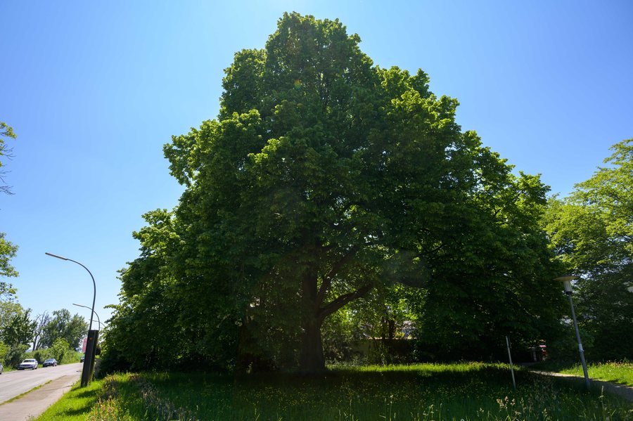 File:Flattichlinde Münchingen.jpg