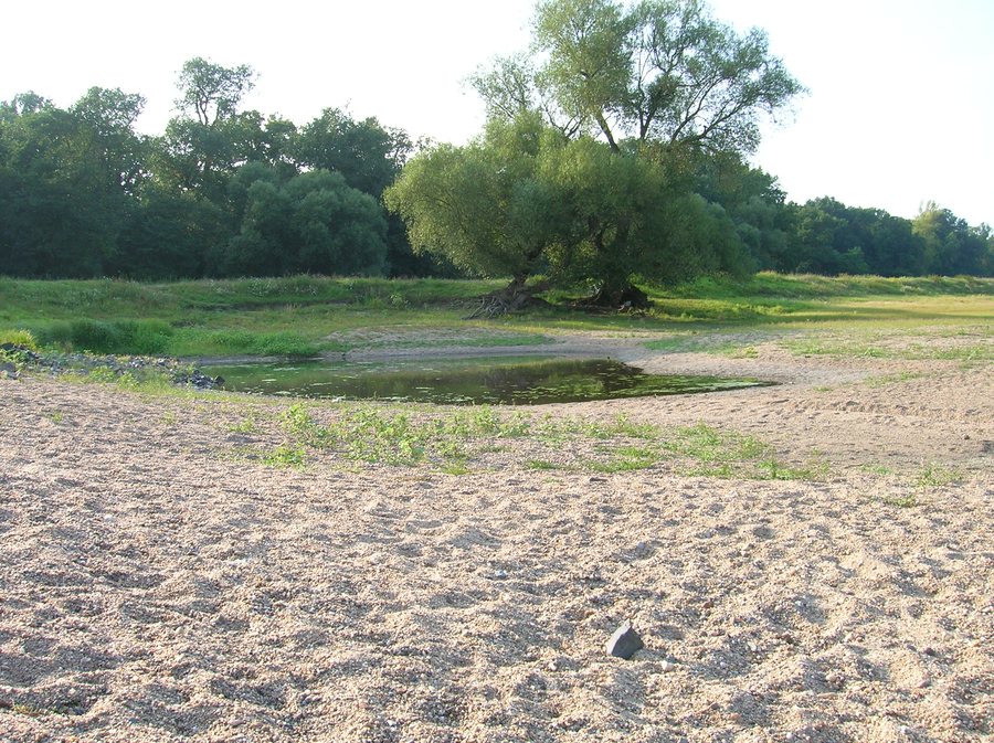 Middle Elbe between Steckby and Aken in Anhalt-Bitterfeld
