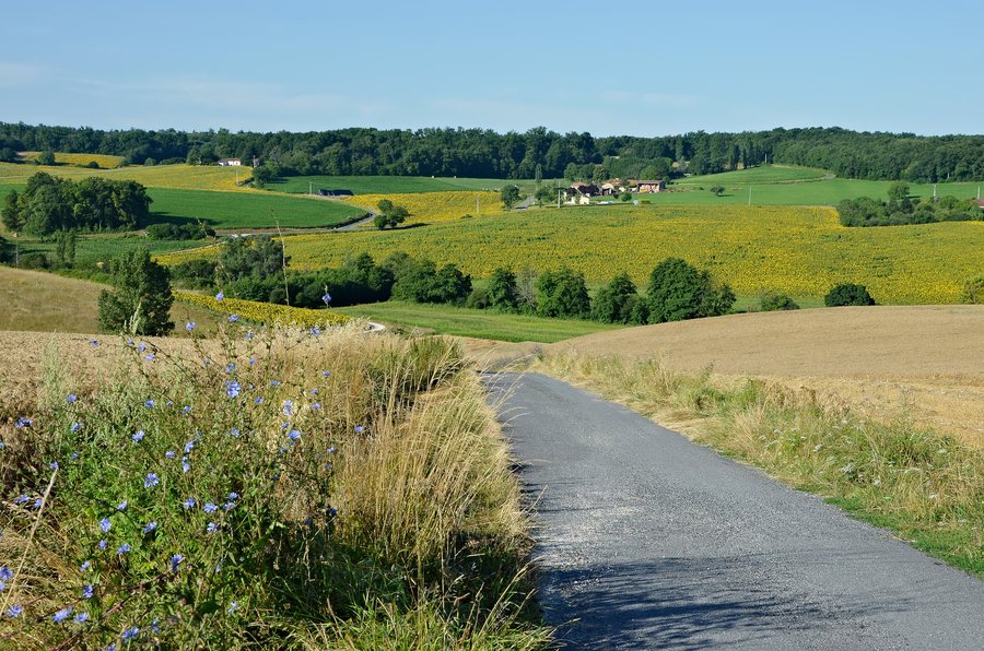 File:Pérignac 16 Céréales&tournesols 2013.jpg